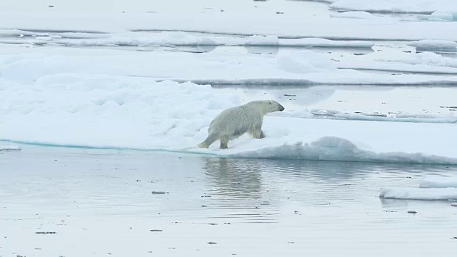 北极熊爬出海洋，爬到冰面上视频素材
