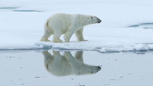 北极熊在海冰上行走，倒影出完美的自己视频素材