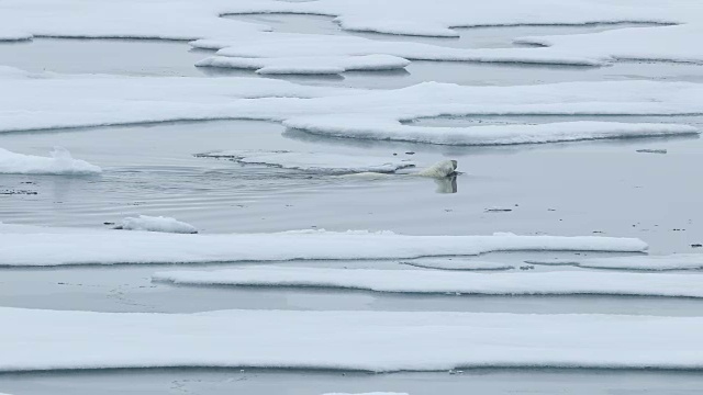 北极熊在浮冰之间游泳视频素材