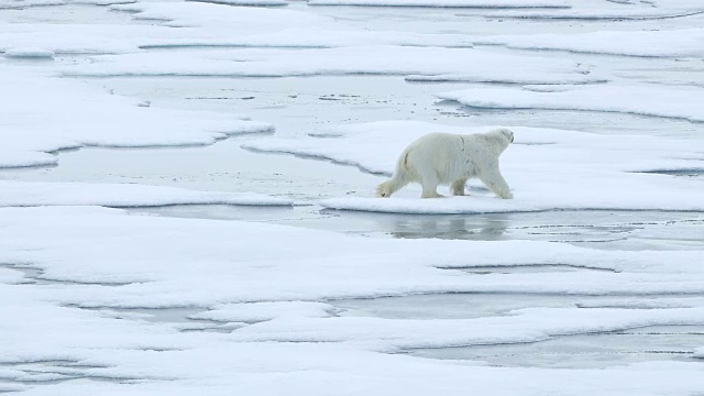 北极熊在海冰上行走视频素材