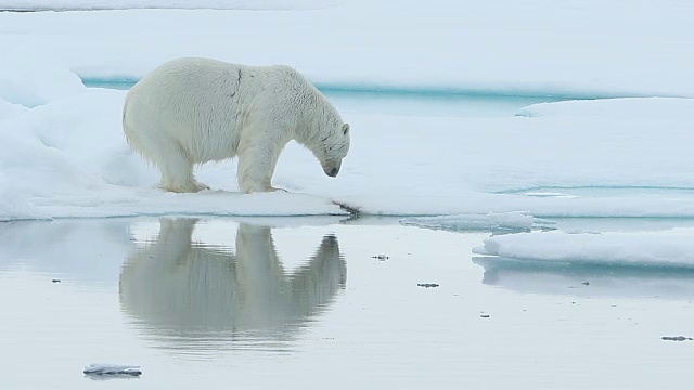 北极熊在海冰上行走，倒影出完美的自己视频素材