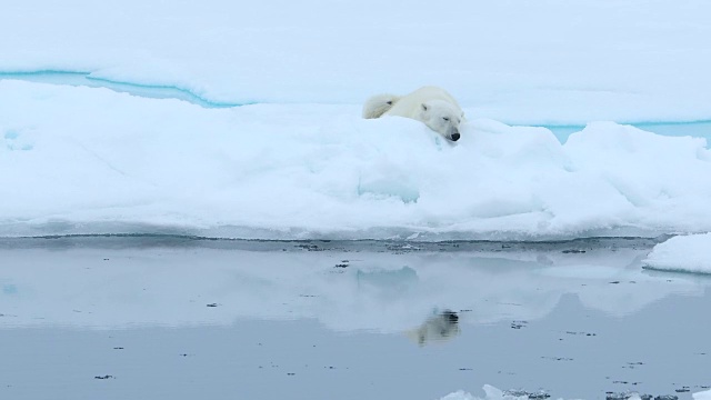 北极熊平静地睡在浮冰上视频素材