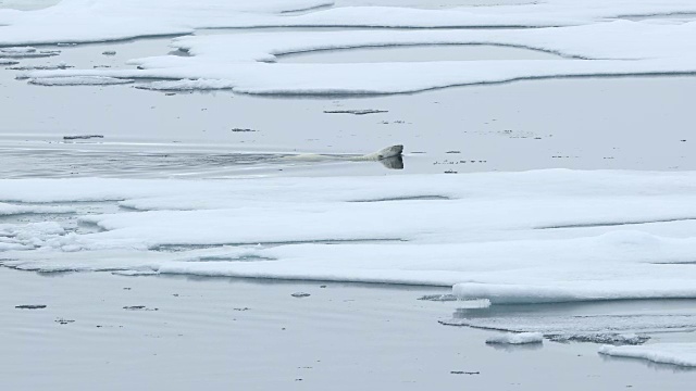 北极熊在浮冰之间游泳视频素材