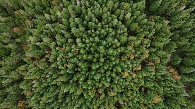 秋季北方自然森林鸟瞰图视频素材