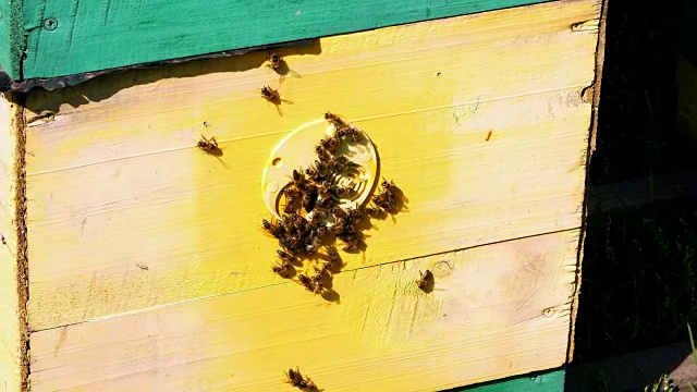 蜂箱入口处有许多蜜蜂。在阳光明媚的日子里，蜜蜂围着蜂巢成群飞翔。农场生产蜂蜜，天然有机产品视频素材
