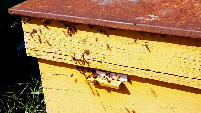 蜂箱入口处有许多蜜蜂。在阳光明媚的日子里，蜜蜂围着蜂巢成群飞翔。农场生产蜂蜜，天然有机产品视频素材