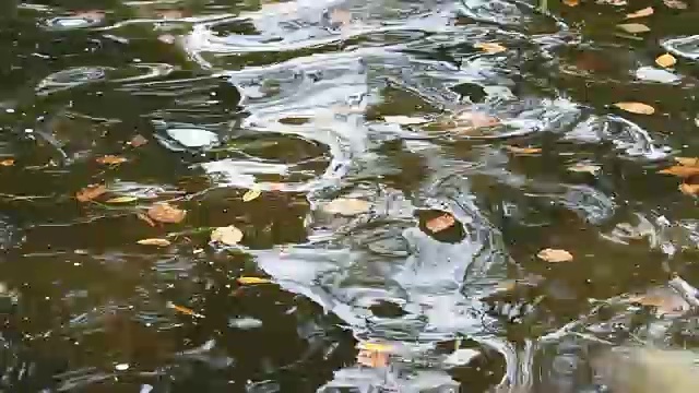 水和树叶，落叶漂浮在池塘上，荡漾着美丽的倒影，慢镜头。视频素材