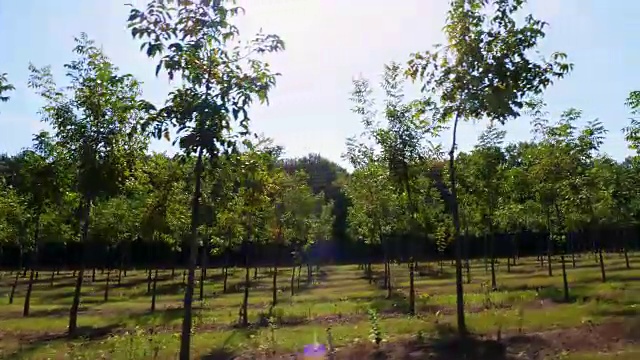 农田，林斯特独特的杂交坚果种植园，旨在生产有价值的木材，成排的年轻健康的坚果树在农村种植园，在一个阳光明媚的日子视频下载