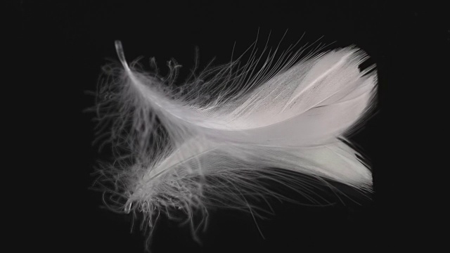 真实镜头慢动作降落白色鸟羽毛在黑色镜面视频素材