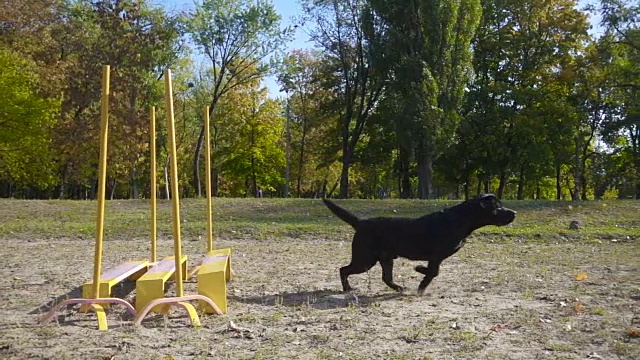 黑色拉布拉多猎犬在障碍物前跳跃视频素材
