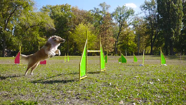 在敏捷训练中，柯利犬在障碍上跳跃视频素材