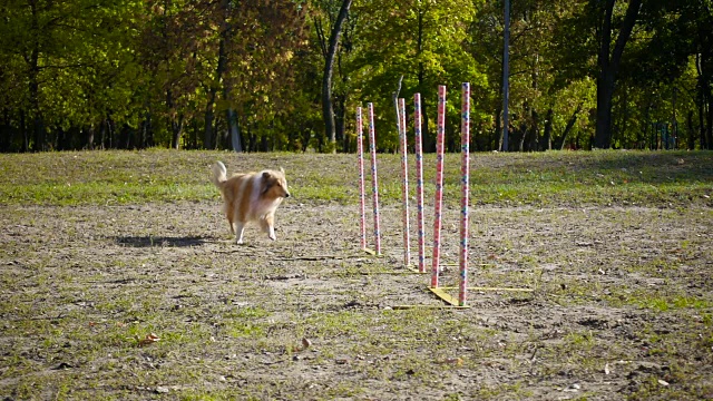 在公园的敏捷训练中，柯利牧羊犬在进行回转运动视频素材