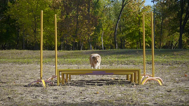 柯利犬在敏捷训练中跳过障碍视频素材