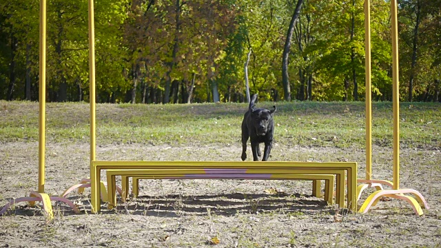 黑色拉布拉多猎犬在障碍物前跳跃视频素材