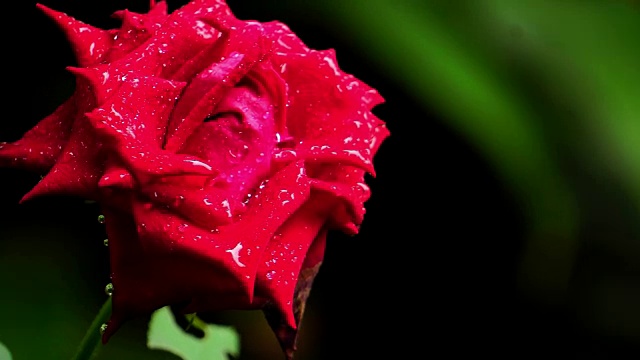 美丽的玫瑰是红色的视频素材