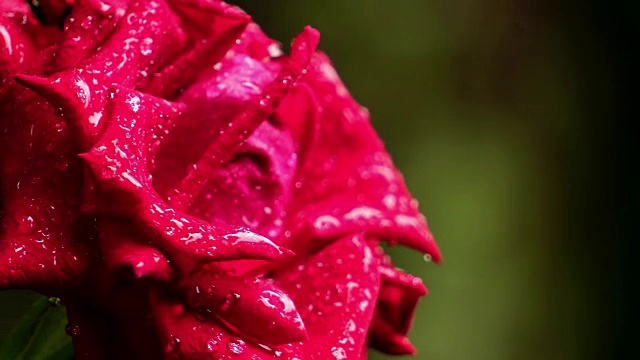 美丽的玫瑰是红色的视频素材