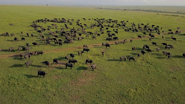 非洲肯尼亚马赛马拉的一群Cape Buffalo视频素材