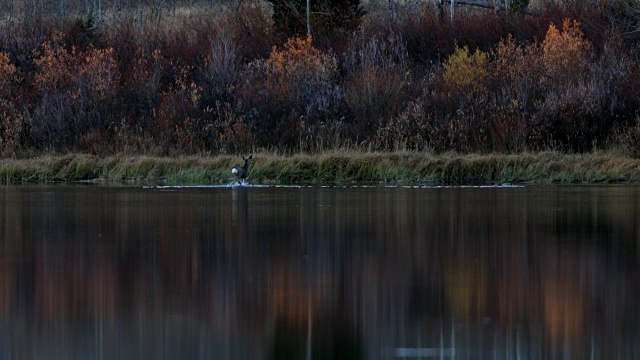 WS 4K拍摄的黑尾鹿溅在一个高山湖泊在日落视频素材