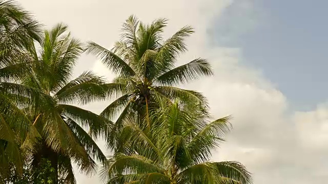 棕榈树顶部视频素材