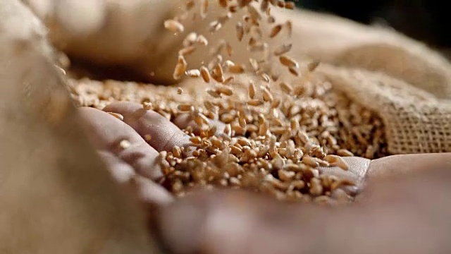 SLO MO小麦谷粒落在手上视频素材