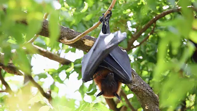 野生挂在树上的蝙蝠(狐蝠)视频下载