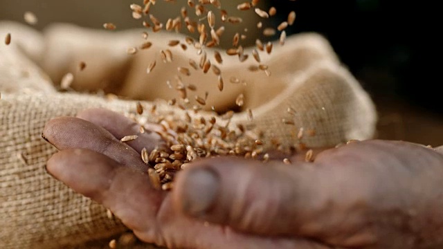 SLO MO麦子落在老人的手上视频素材