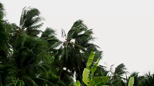 飓风来临时，棕榈树在风中摇曳视频下载