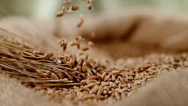 谷物落入一袋小麦作物视频素材