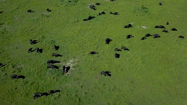 非洲肯尼亚马赛马拉的一群Cape Buffalo视频素材