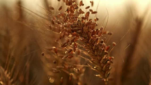 谷物落在小麦穗上视频素材