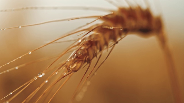 水滴落在麦穗上视频素材