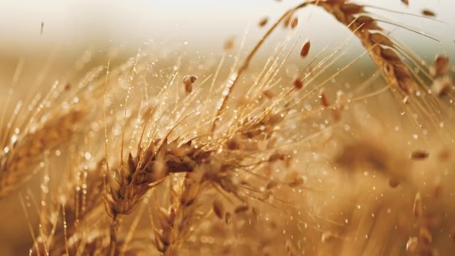 谷物落在湿润的麦穗上视频下载