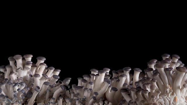 有机蘑菇生长时间在黑色背景视频素材