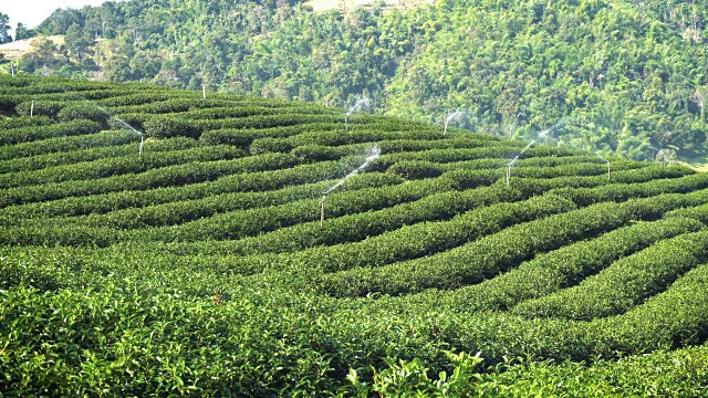 泰国湄萨隆茶园景观。视频素材