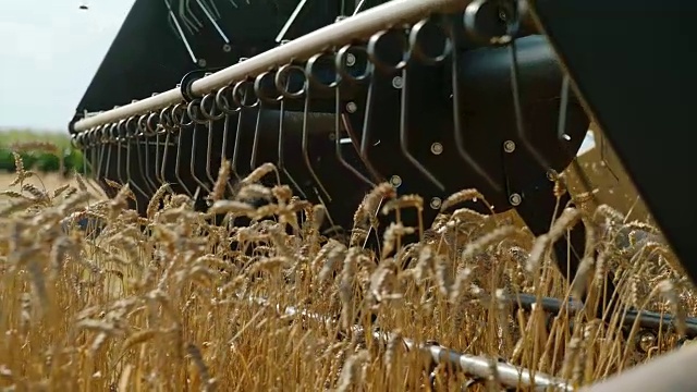 SLO MO收割小麦的联合收割机的旋转滚筒视频素材