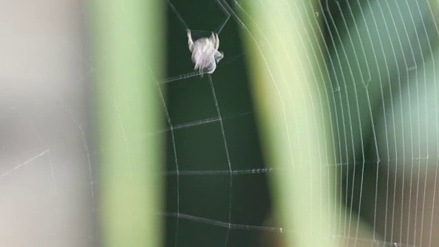蜘蛛在织网视频素材