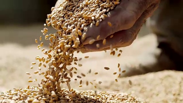 SLO MO资深农民用双手拔罐小麦视频素材