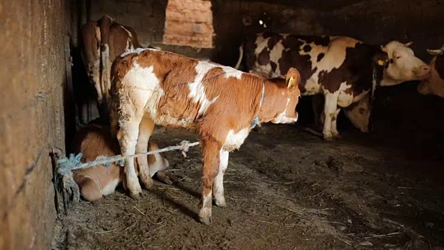 谷仓里可爱的棕色小牛视频素材
