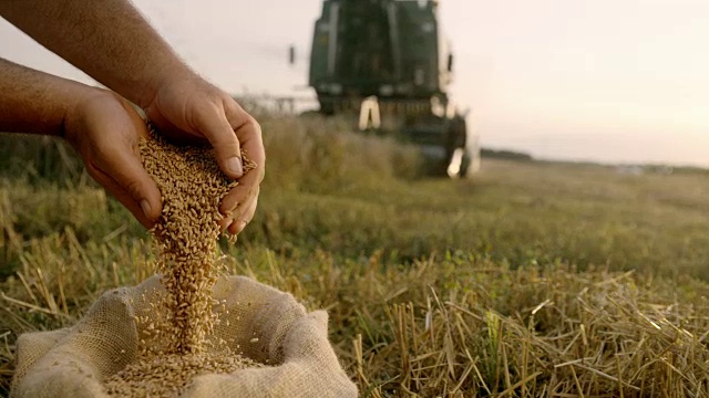 农民在田里拔麦粒视频素材