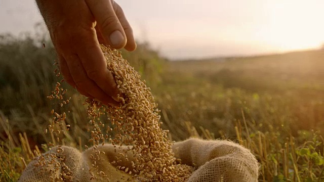 日落时分，农民在田里拔起小麦视频素材