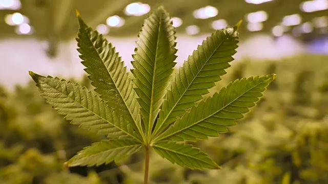 大麻标志大麻叶子田室内植物生长温室灯背景视频素材