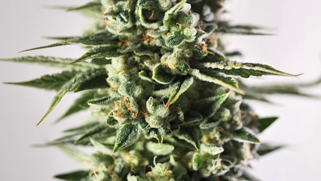 大麻植物花毛状体橙色毛水晶白色孤立的背景视频素材