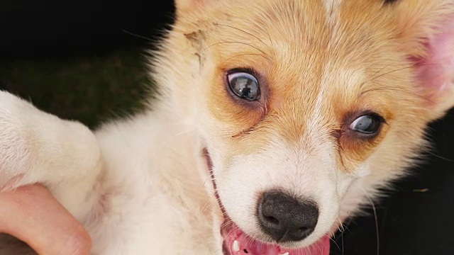 一只威尔士柯基犬享受按摩，近距4k视频素材