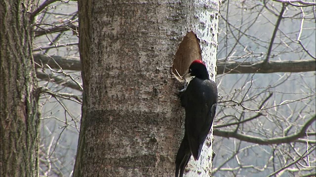 黑啄木鸟在非军事区(韩国和朝鲜之间的非军事区)的一棵树上啄食视频下载