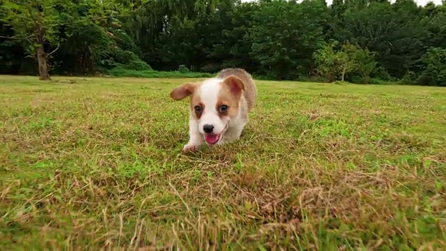 一只可爱的威尔士柯基狗在跑，4千块视频素材