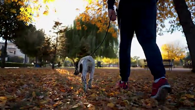 秋天，一个人在公园里遛狗视频素材