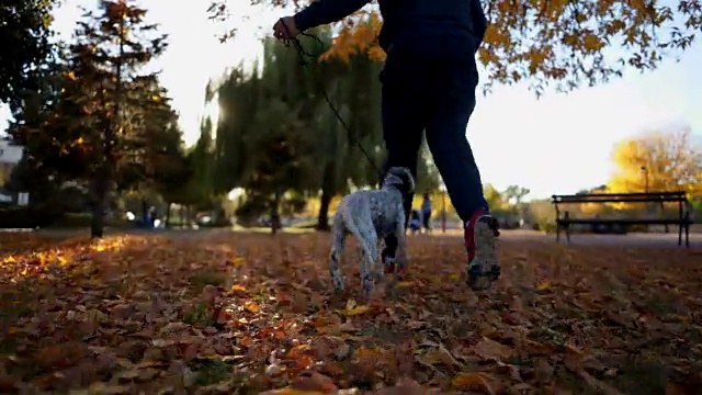 可爱的狗和它的主人在公园里奔跑跳跃视频素材