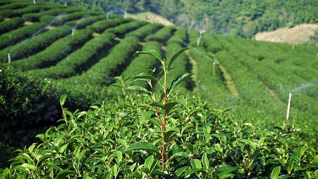 泰国湄萨隆茶园景观。视频素材