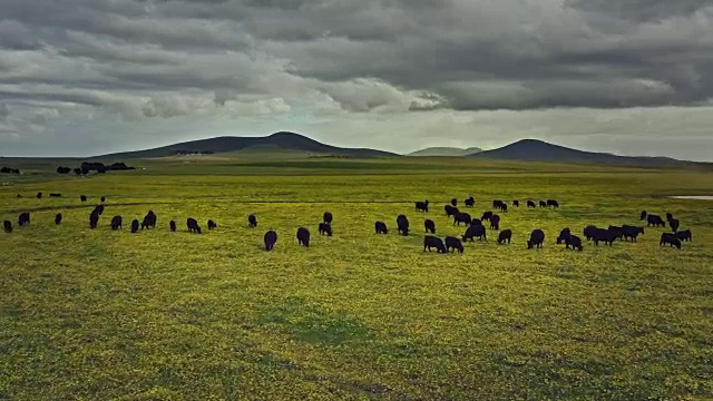 鸟瞰图的自由国家牛在南非草原上视频下载