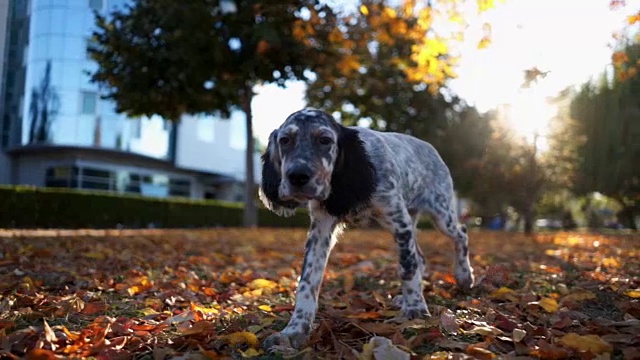 漂亮的斑点狗在公园里嗅视频素材